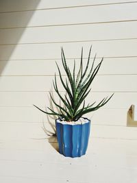 Potted plant