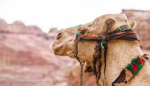 Portrait of a camel closeup on a background of old mountains