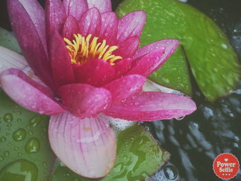 Close-up of wet pink lotus water lily
