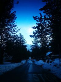 Road along trees