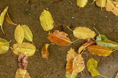 High angle view of leaves on wet street