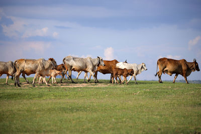 Cows grazing in field