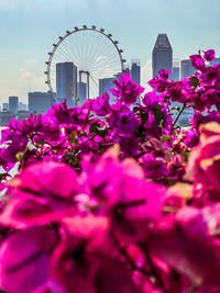 Pink flowering plant against building in city