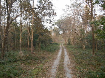 Dirt road amidst trees in forest