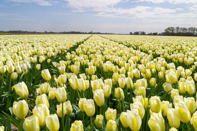 Tulips blooming on field against sky