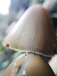 Close-up of mushroom