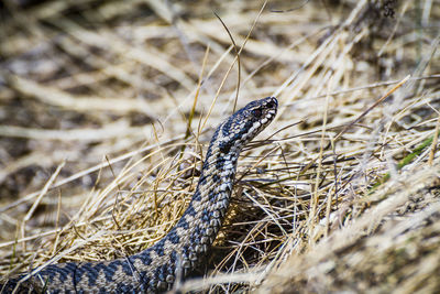 Close-up of lizard on dry grass