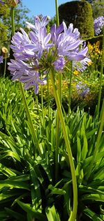 Close-up of purple flowering plants