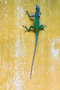 Close-up of chameleon on wall