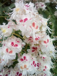 Close-up of white flowering plant