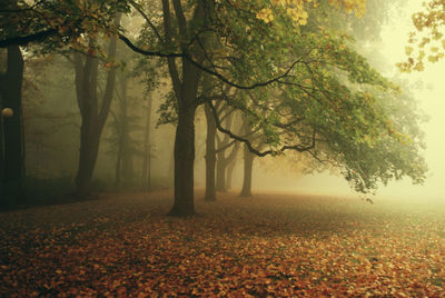 Trees in forest during foggy weather