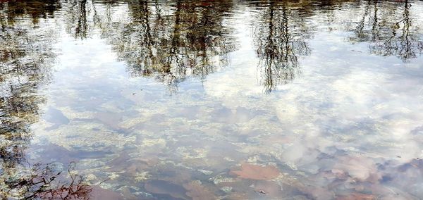 Reflection of trees in water