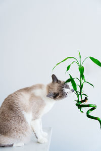Light gray cat eating houseplant. minimalist photo of domestic cat chewing bamboo.