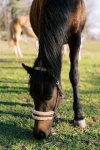 Horse standing on field