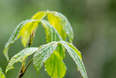 Close-up of leaves