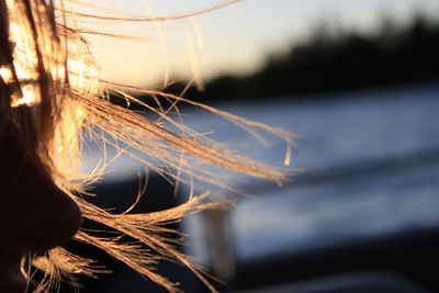 Close-up of grass against sky during sunset