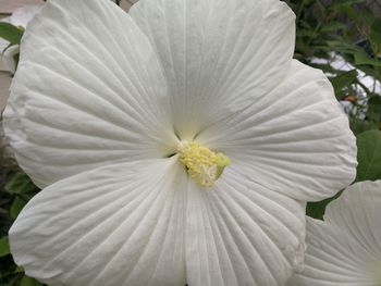 Close-up of white hibiscus blooming outdoors