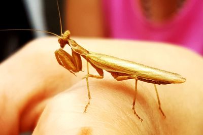 Close-up of insect on hand