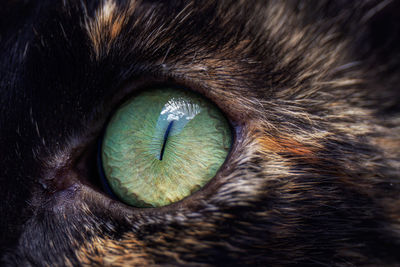 Close-up of cat eye