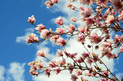 Low angle view of magnolia blossoms against sky