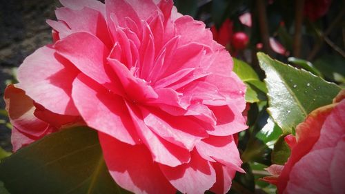 Close-up of red flowers