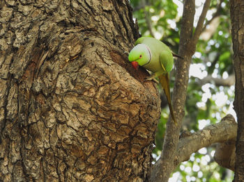 Rose ringed parakeet