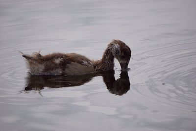 Duck swimming in water