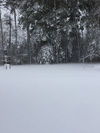 Trees in park