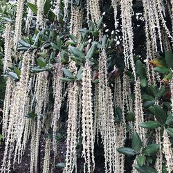 Low angle view of bamboo plants