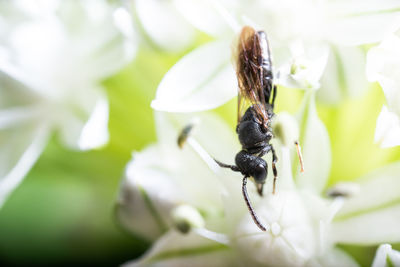 Close-up of insect on flower