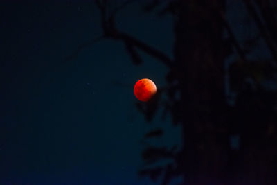 Close-up of red berries against sky at night