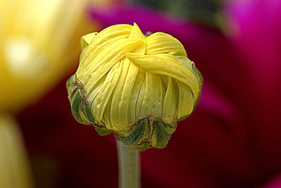 Macro shot of yellow flower