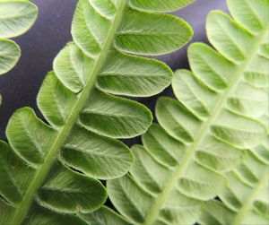 Close-up of green leaves