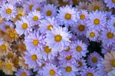 High angle view of purple flowering plants