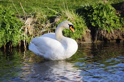 Swan swimming in lake