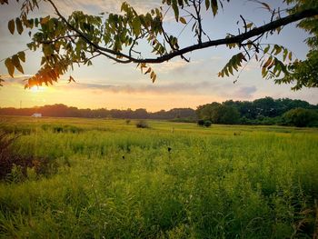 Scenic view of field against sky during sunset