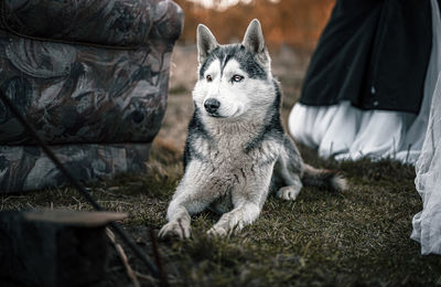 Dog sitting on land