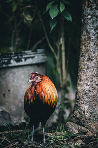 Bird perching on a land