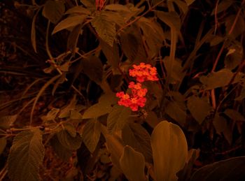 High angle view of flowering plants on tree