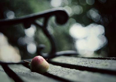 Close-up of fruits on tree