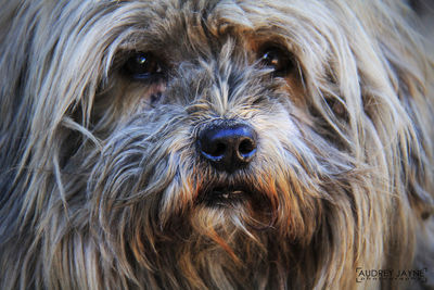 Close-up portrait of dog