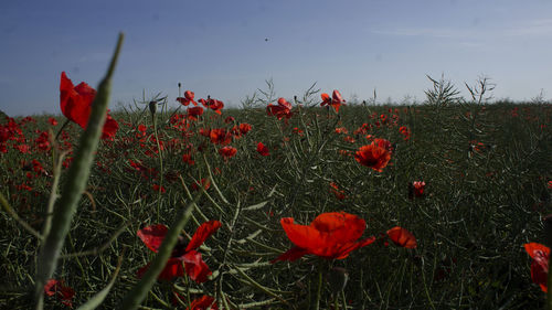 Close-up of red poppy flowers on field against sky