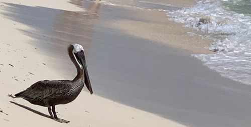 High angle view of bird on beach