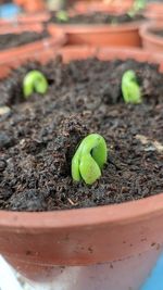 High angle view of potted plant on field