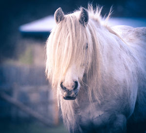 Close-up portrait of horse