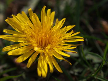 Close-up of yellow flowering plant