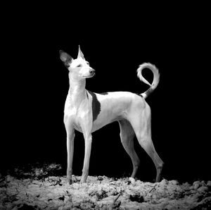 Horse standing at night