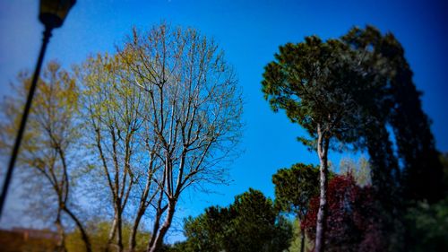 Low angle view of trees against blue sky