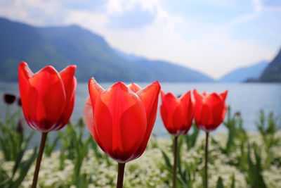 Close-up of red tulips growing in field against sky