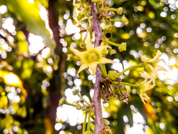 Close-up of butterfly on tree